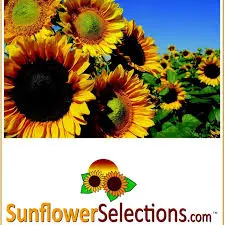 SunflowerSelections